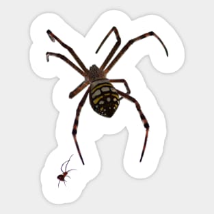 Spider Sticker